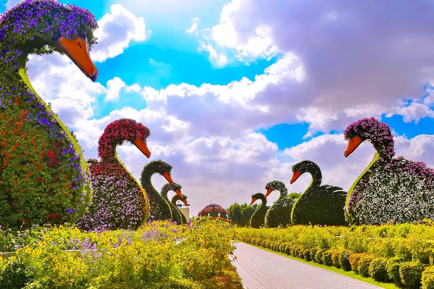 Есть на свете чудо сад. Далат парк цветов. Гарден парк Дубай. Miracle Garden Самарканд. Дубай парк Гарден Павлины.